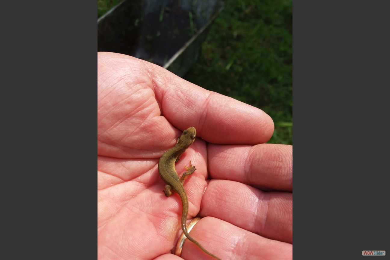 2018-05-19 Biotop (22)