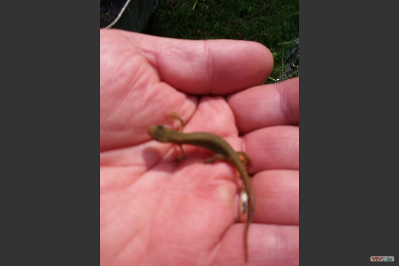 2018-05-19 Biotop (23)