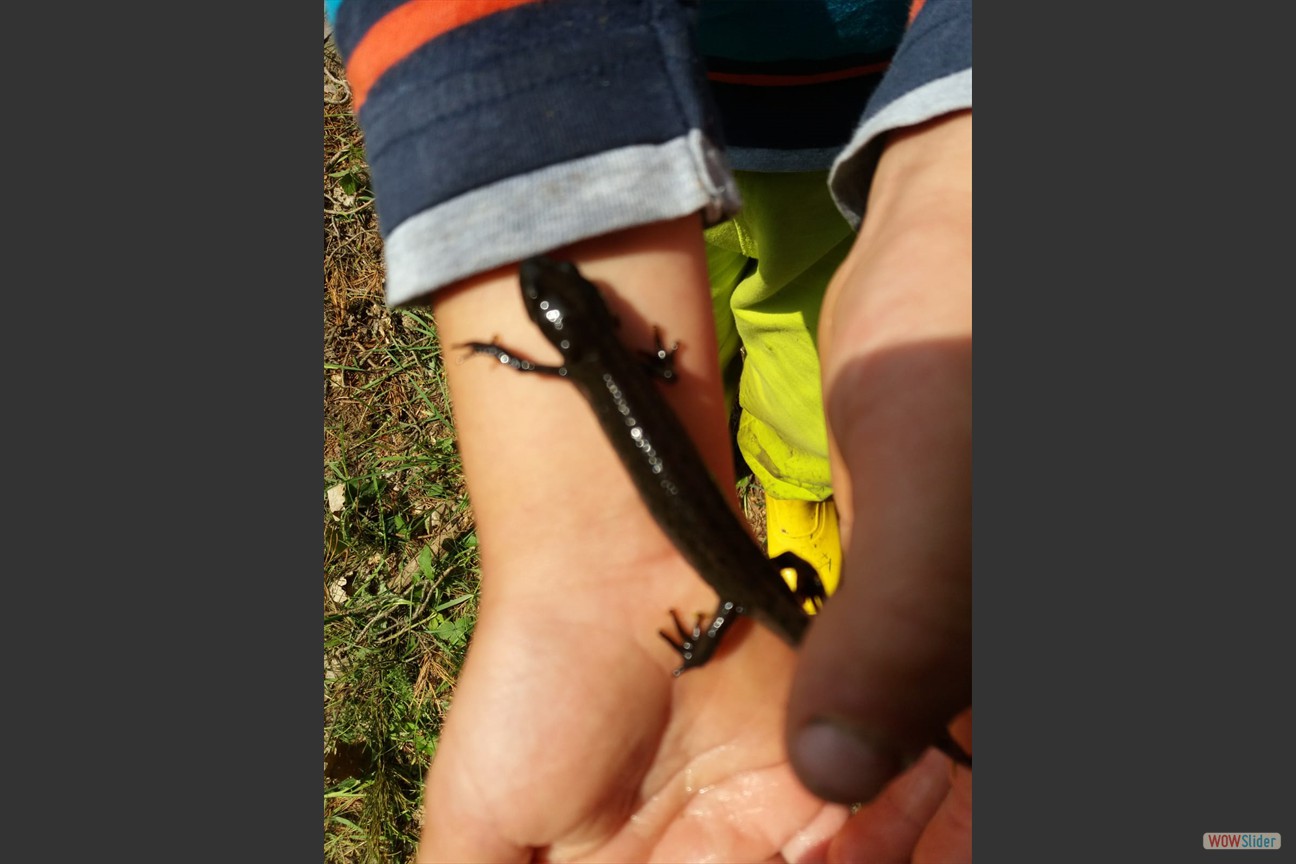 2018-05-19 Biotop (24)