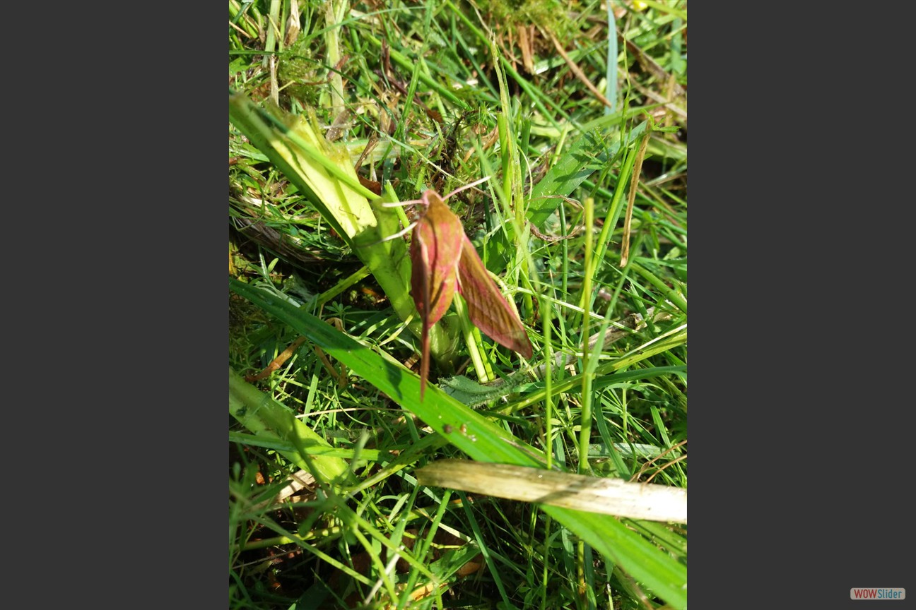 2018-05-19 Biotop (25)