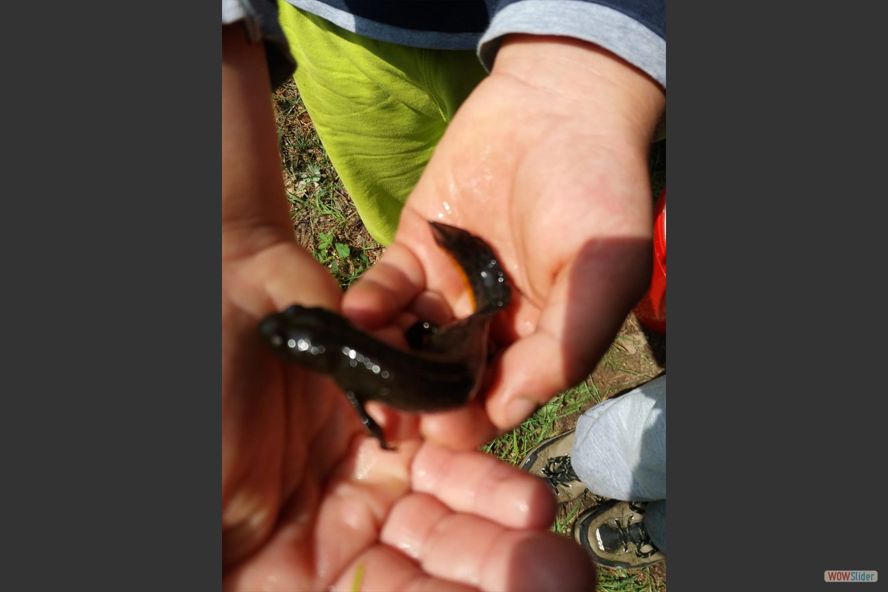 2018-05-19 Biotop (26)