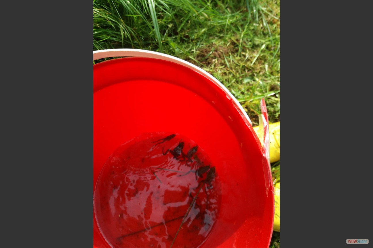 2018-05-19 Biotop (28)