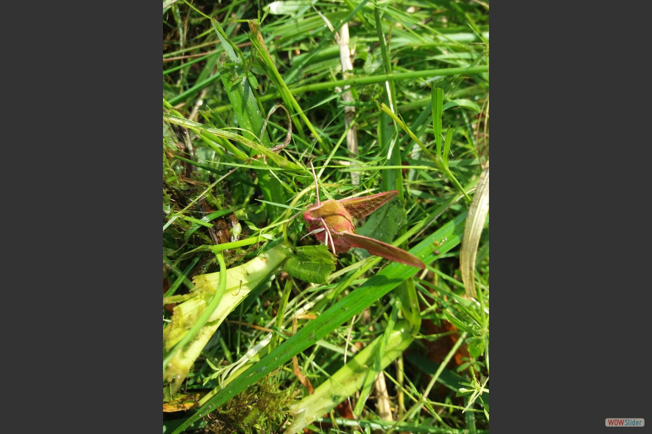 2018-05-19 Biotop (29)