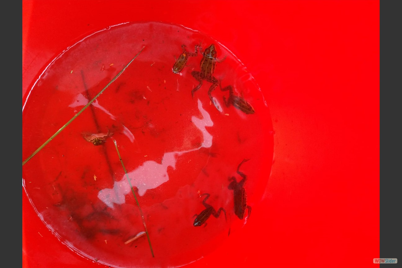 2018-05-19 Biotop (30)