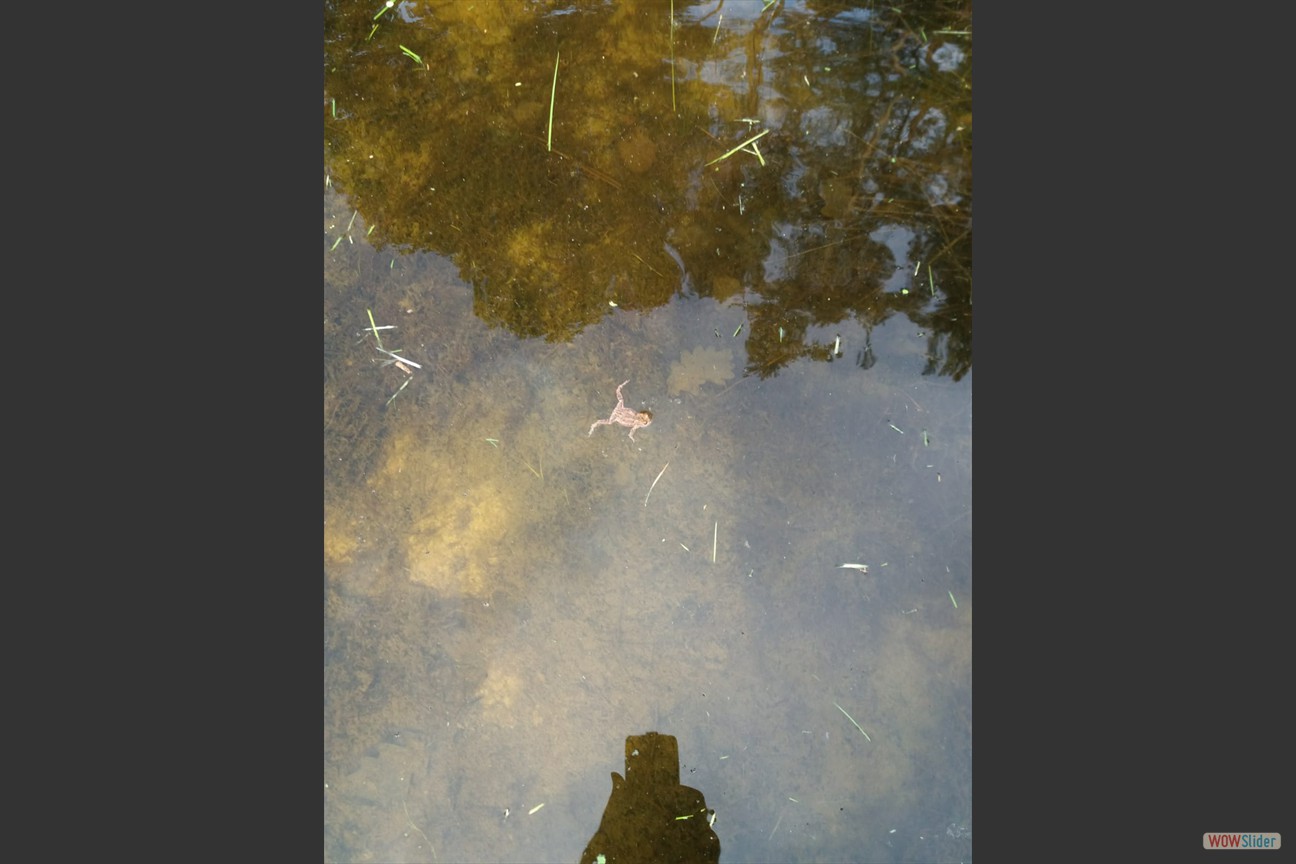 2018-05-19 Biotop (37)