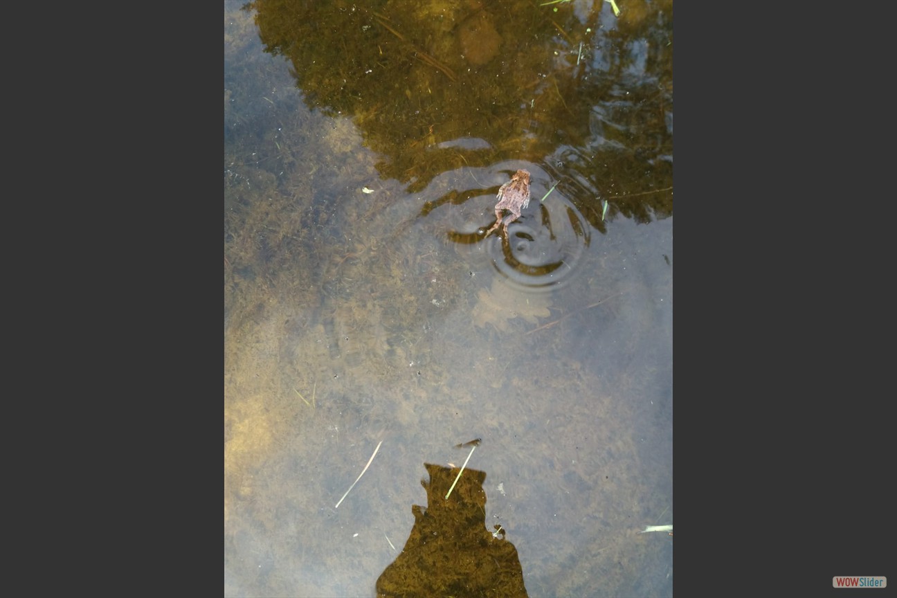 2018-05-19 Biotop (40)